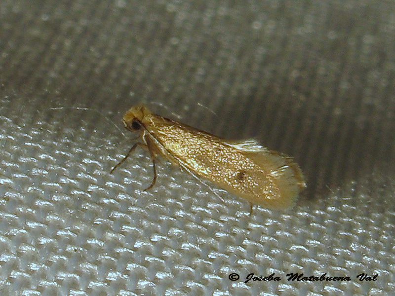 micro 3 da id.